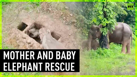 Baby elephant and mother rescued in Thailand