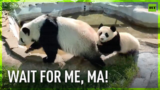 Baby panda up for some family time in pool at Moscow Zoo