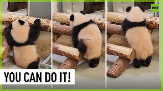 Baby panda learns to stand on her two legs in Moscow Zoo