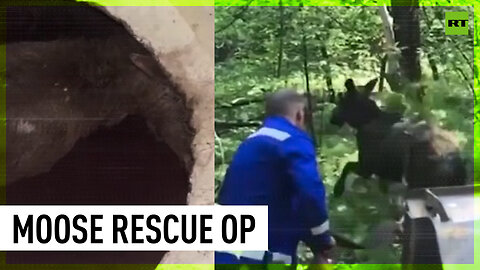 Moose rescued from well in Siberia