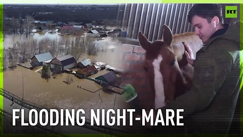 Horses evacuated from flood danger zone in central Russia