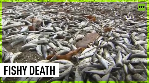Tons of dead fish washed up on Japanese shore