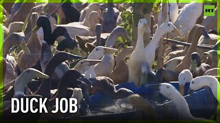 Duck Tales, oo-woo-oo! | 1,600 quacking employees provide pest control for Cape Town winery