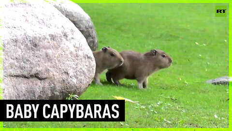 Moscow Zoo welcomes three newborn capybaras