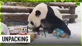 Panda unpacks New Year’s gifts in Moscow Zoo