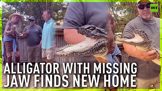 Alligator with missing jaw finds new home