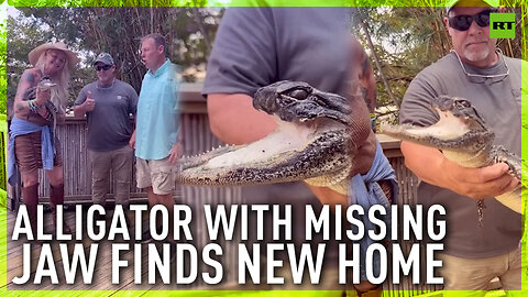 Alligator with missing jaw finds new home