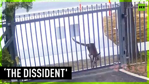 Australian 'dissident' kangaroo tries to infiltrate Russian Embassy