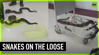 Indian customs busts woman smuggling 22 snakes onto plane