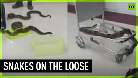 Indian customs busts woman smuggling 22 snakes onto plane