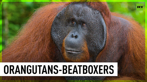 Orangutans can beatbox, say researchers