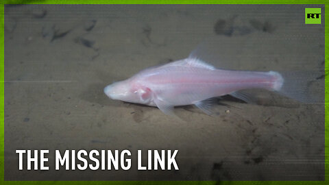‘Missing link’ blind fish discovered