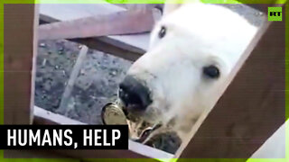 Suffering polar bear seeks human help