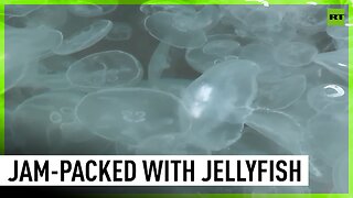 Crimea's Balaklava Bay filled with jellyfish due to weather conditions