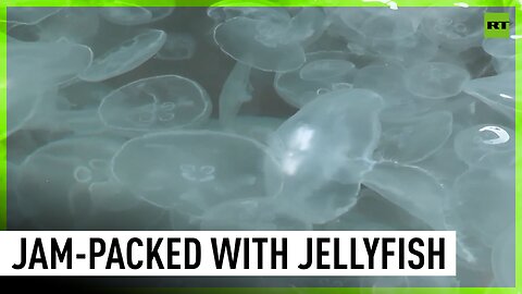 Crimea's Balaklava Bay filled with jellyfish due to weather conditions
