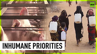Pigs > starving Africa | Spain exploits Ukrainian grain deal for own economy