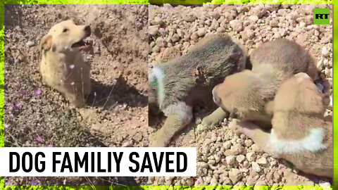 Turkish vet saves family of dogs from landslide