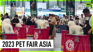 Pet owner's paradise: Shanghai pet supplies exhibition attracts hundreds of thousands of visitors