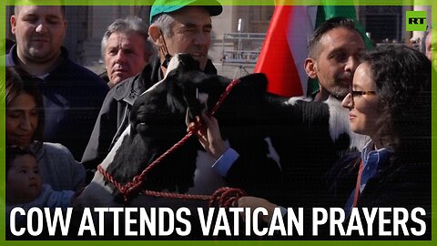Cow attends Vatican prayers
