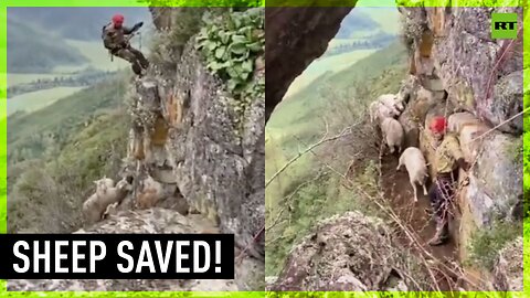Sheep rescued from 70-meter high cliff in Altai