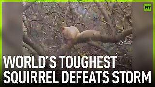 World’s toughest squirrel defeats storm