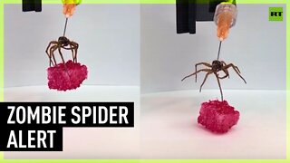 Zombie robot spider finally invented