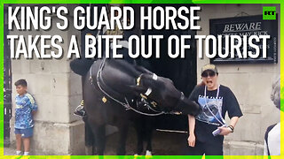 King’s Guard horse takes a bite out of tourist