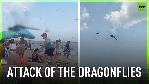 Swarm of dragonflies descends upon Rhode Island