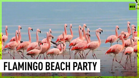 Dozens of flamingos hang out on beaches of Puerto Madryn, Argentina