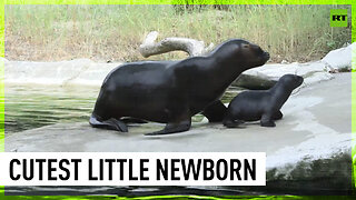 A cute maned seal cub attracts attention at Schönbrunn Zoo