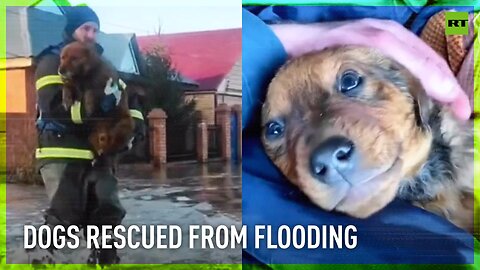 Emergency workers rescue dogs from flooded region after levee burst in Russia