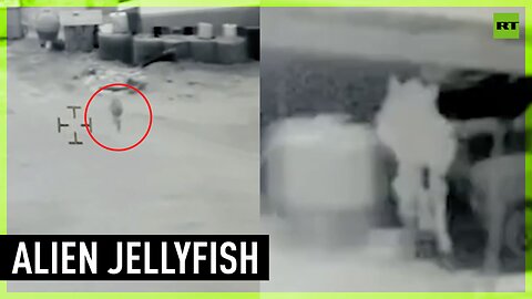 ‘Alien jellyfish’ terrorized US marine base