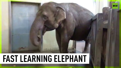 Elephant learns to peel banana after watching humans