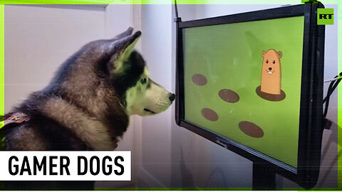 Video games for senile dogs finally invented