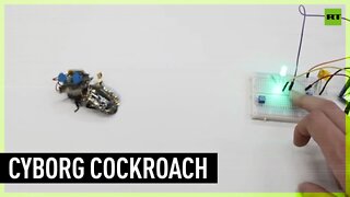 Cyborg cockroach finally invented