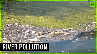 Tons of dead fish fill Oder river