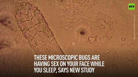 These microscopic bugs are having sex on your face while you sleep, says new study