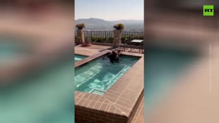 Bear chills in Californian jacuzzi