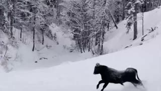 Snow Bull Run