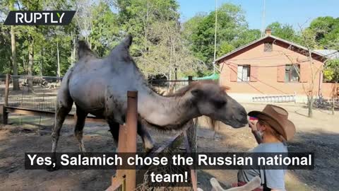 Russia to win Euro 2020 match against Denmark? This Camel thinks so!