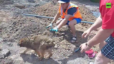 Dog rescued from deep well in Russia