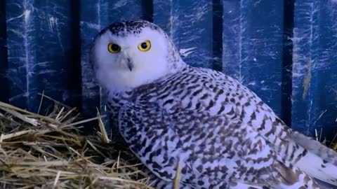 Hedwig Found