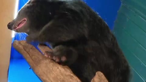 Bearcat Bumbling