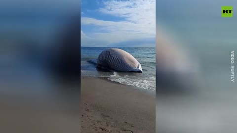 Giant fin whale beaches itself in Spain