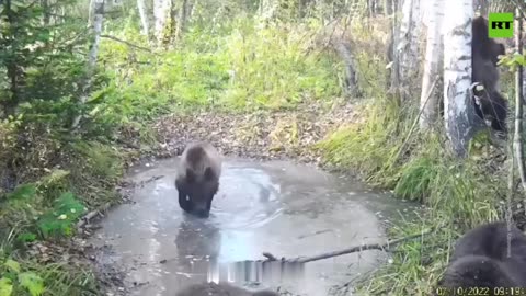Bear dance and chill in western Siberia