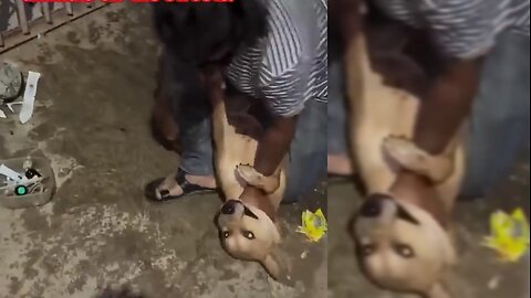 #StreetDogRescue #DogHealing #AnimalCare #VetCare #AdoptDontShop #RescueDogs #HealingPaws #SaveADog