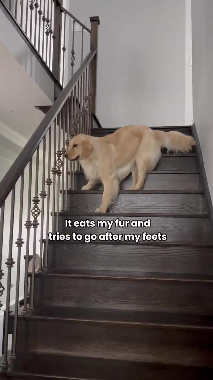 Dogs Funny Moments