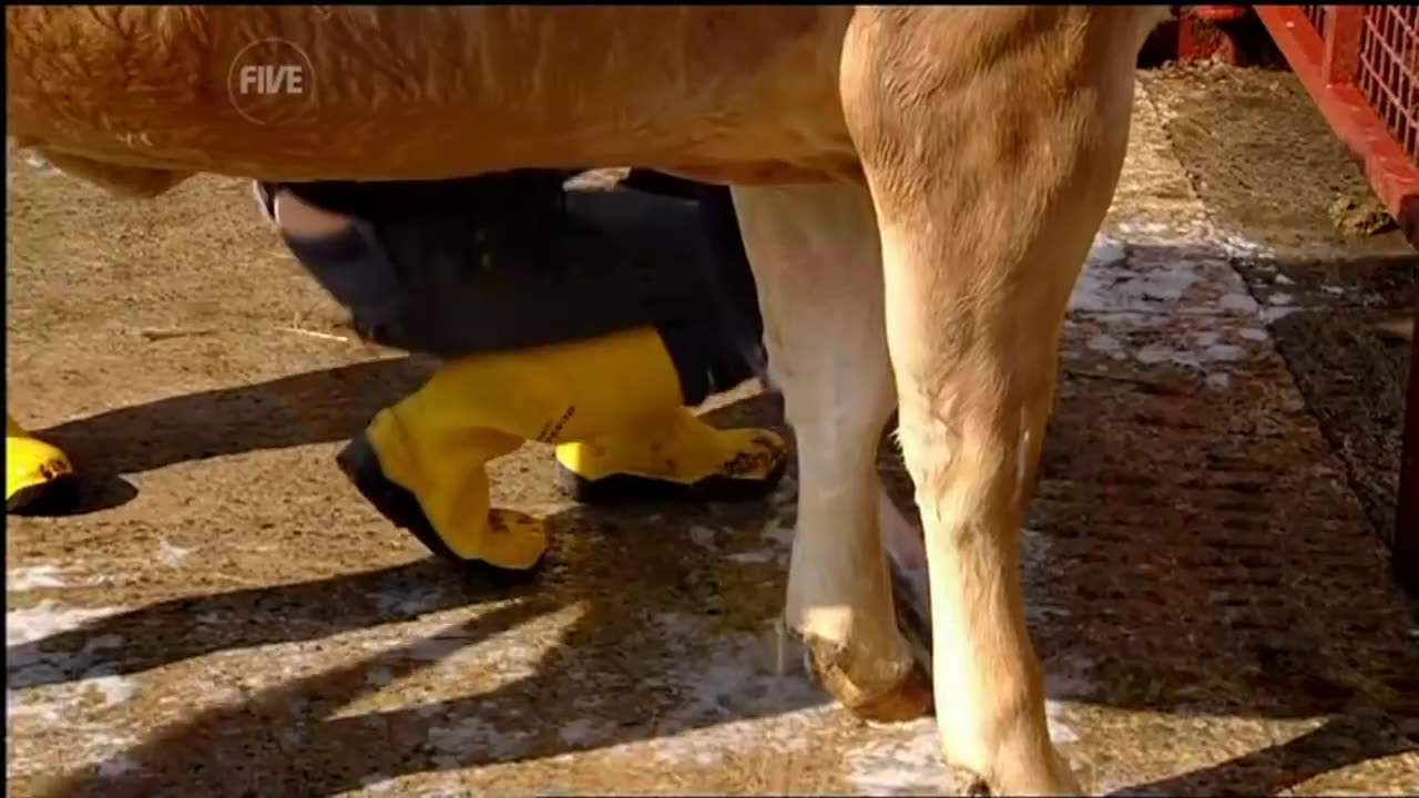 Farmer Wants A Wife MASSIVE Whaletail Thong