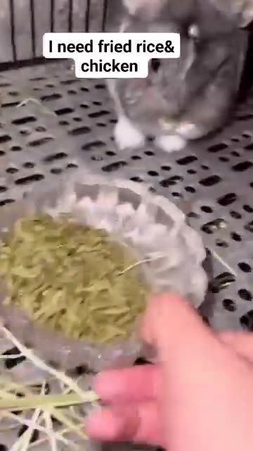 angry rabbit