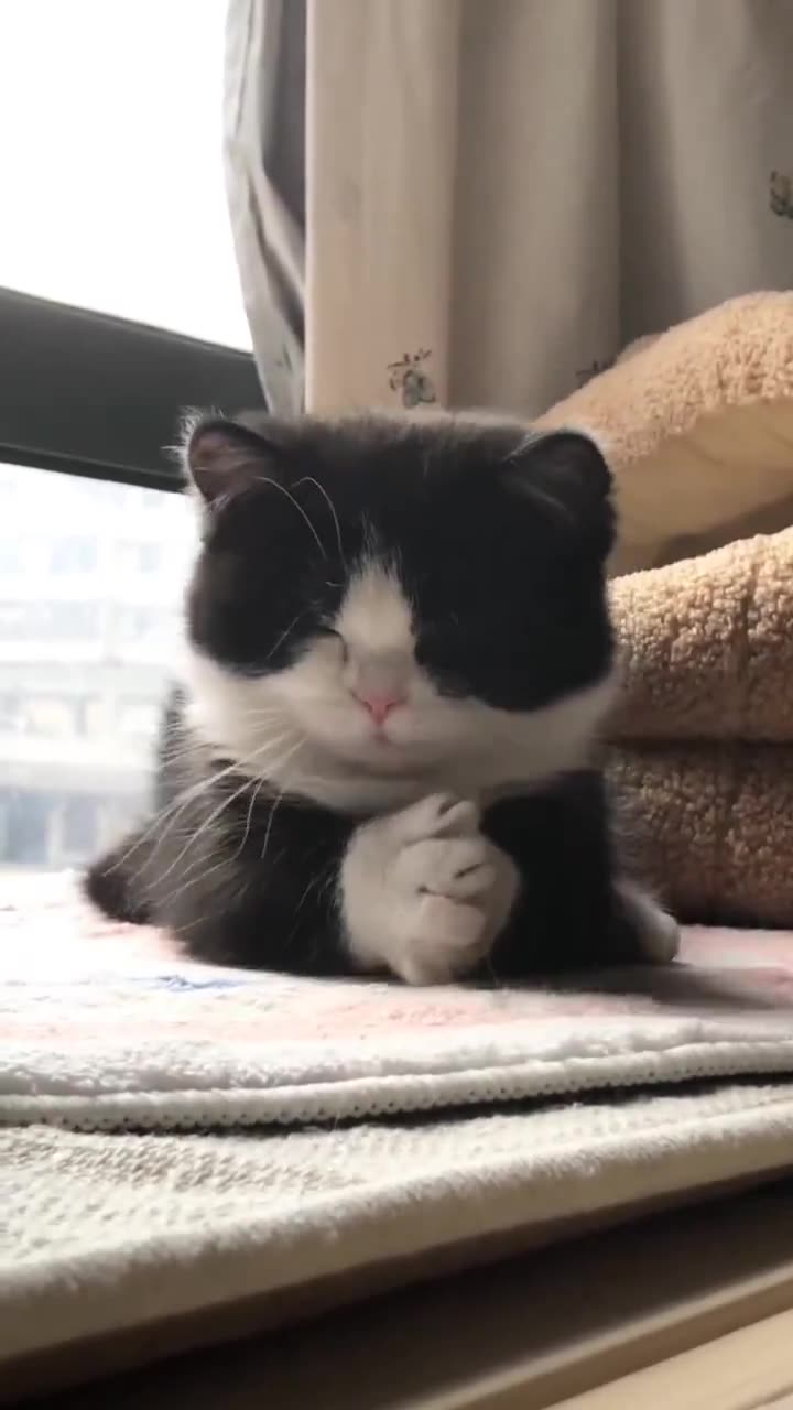 cute sleepy cat